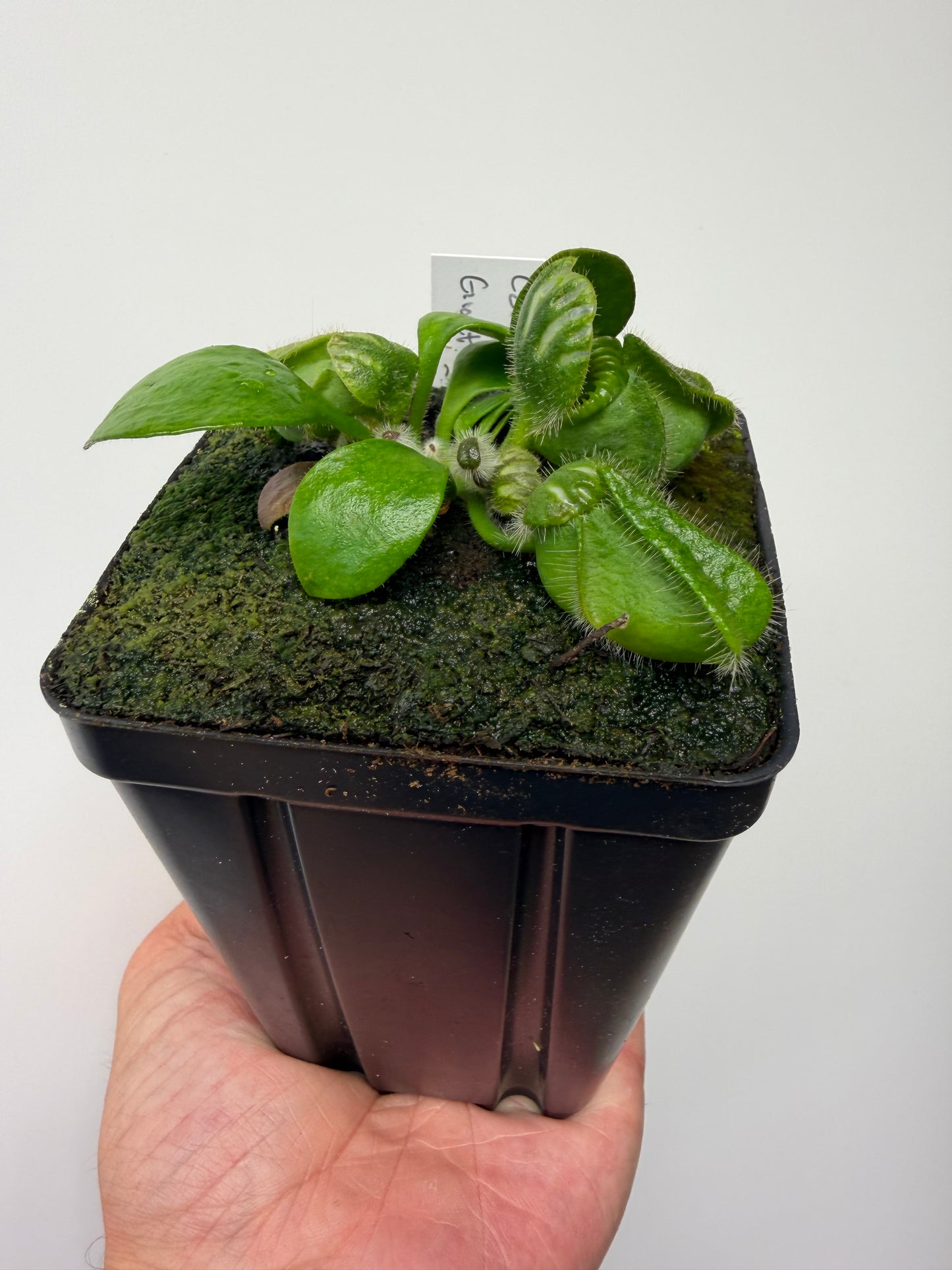 Cephalotus follicularis “Czech Giant”