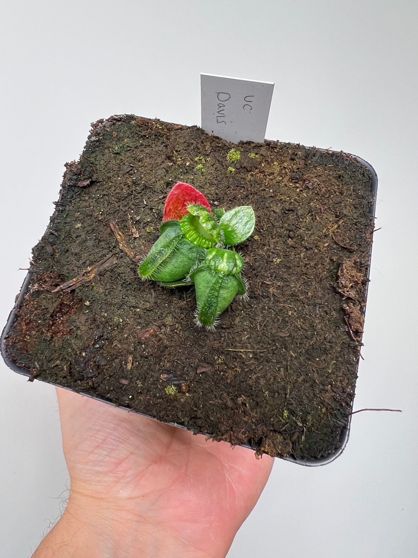 Cephalotus follicularis “UC Davis”