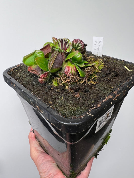 Cephalotus follicularis “Dr. Eberhard König” - 1 Gallon