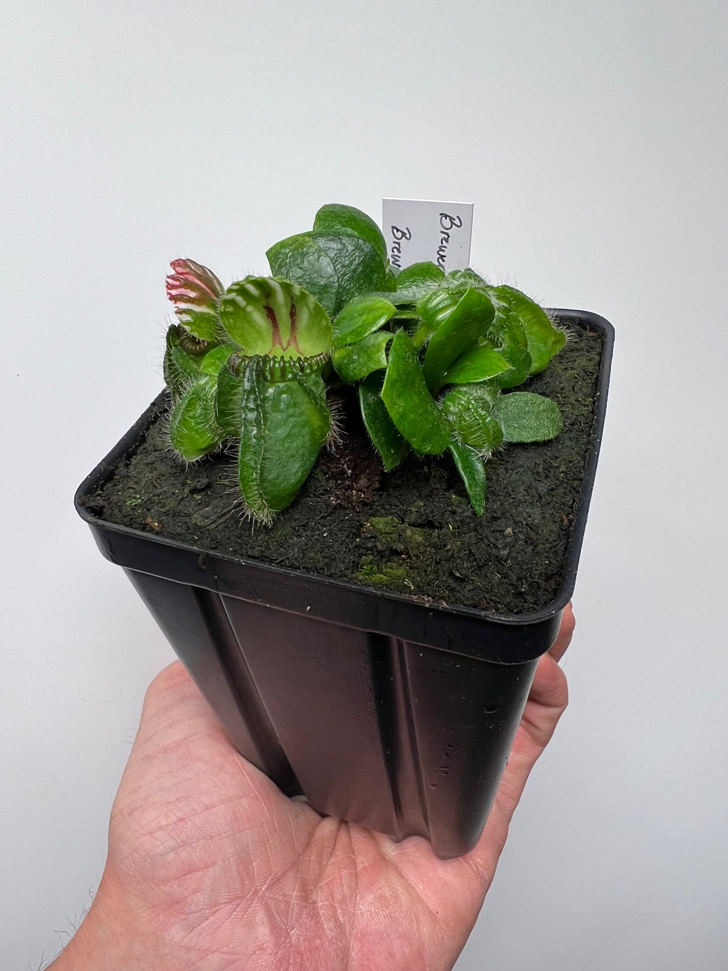 Cephalotus follicularis “Brewers Beauty” x “Brewers”