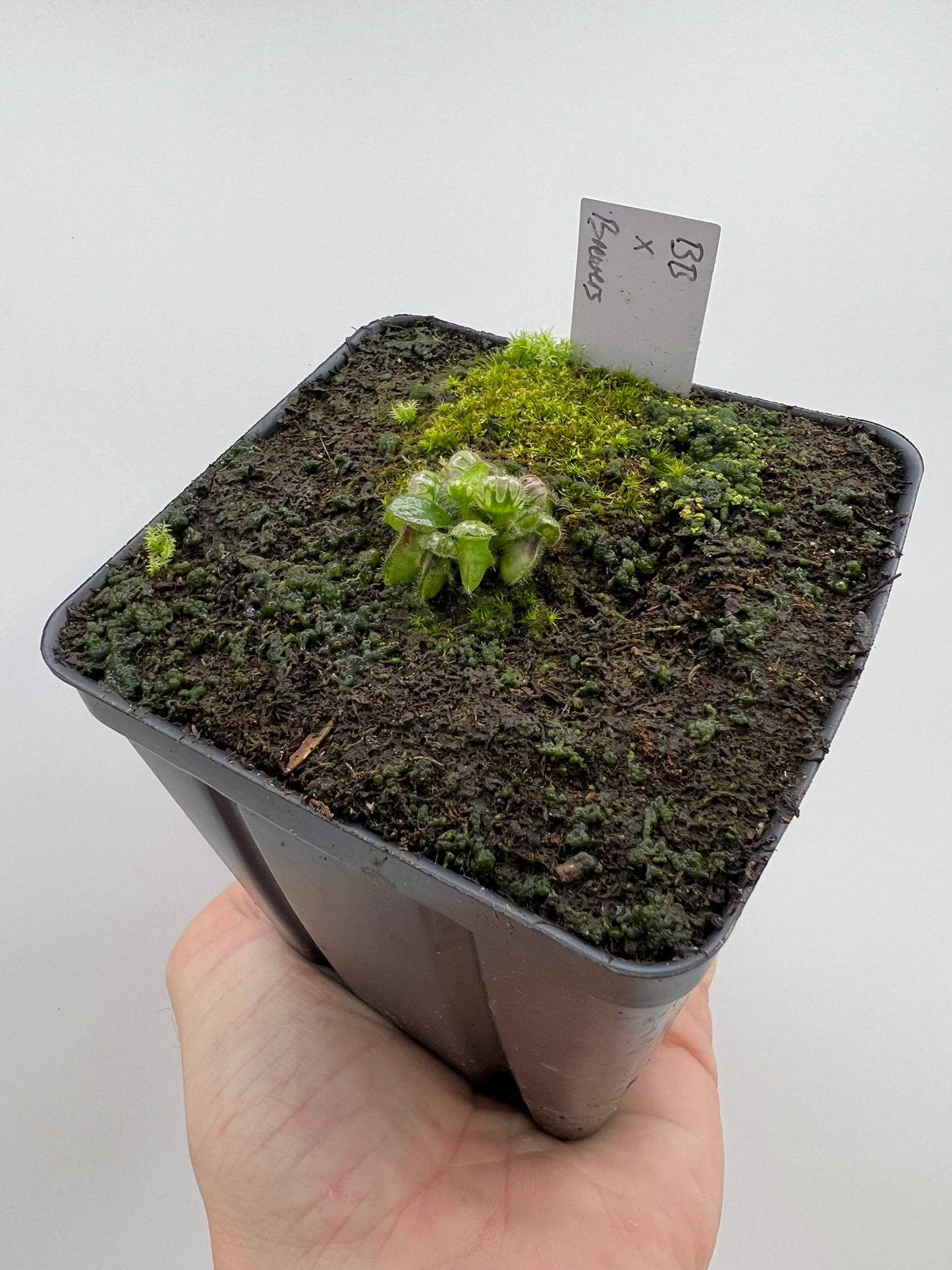 Cephalotus follicularis “Brewers Beauty” x “Brewers”