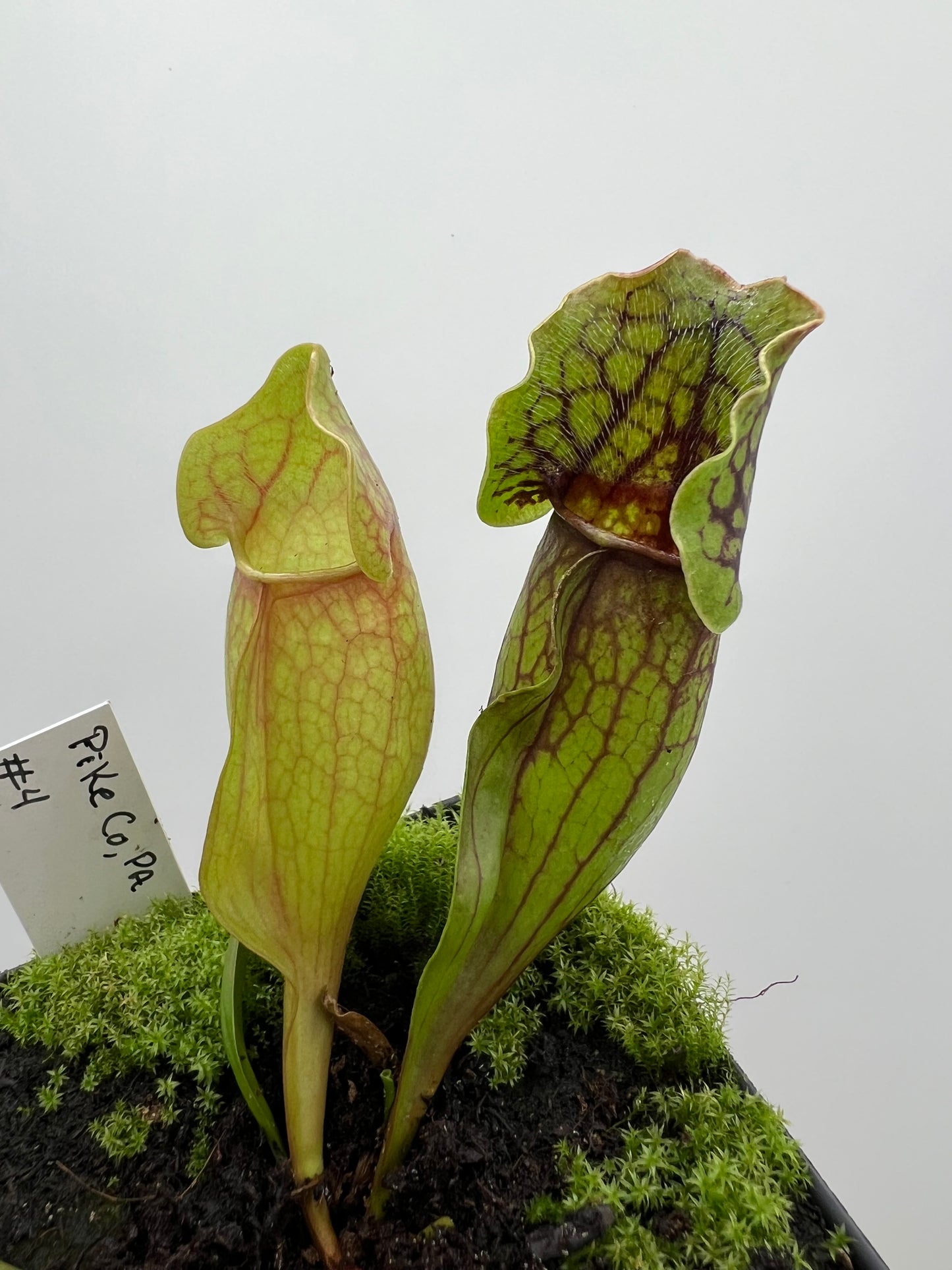 Sarracenia purpurea ssp. purpurea (Pike County, PA) - *Rare* - Seed Grown #4