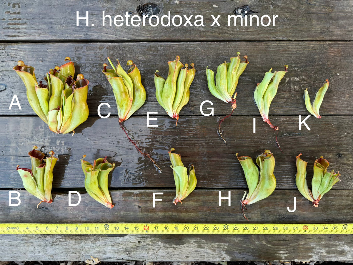 Heliamphora heterodoxa x minor - Fresh Divisions (great for beginners!)