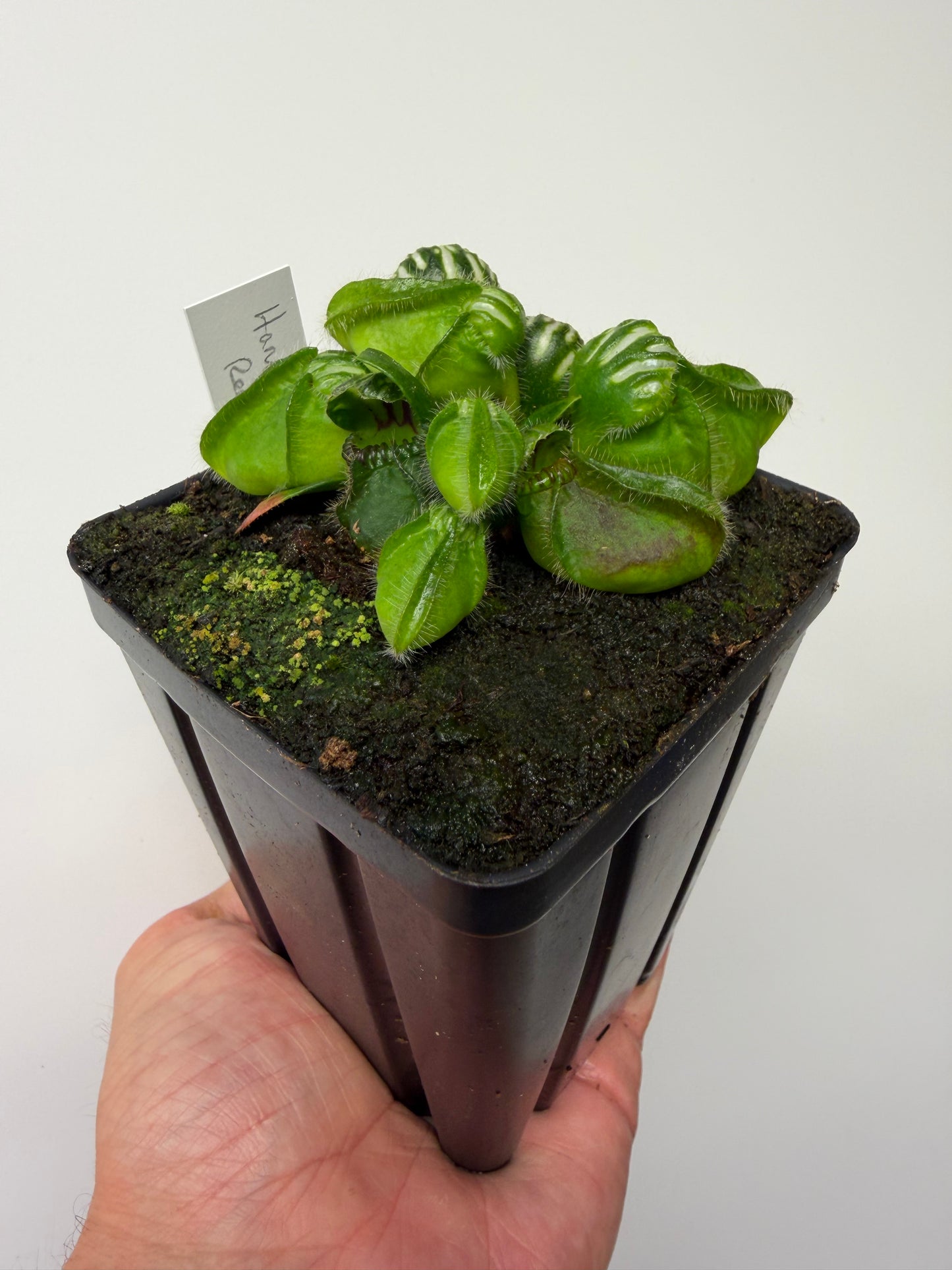 Cephalotus follicularis “Hampshire Red”