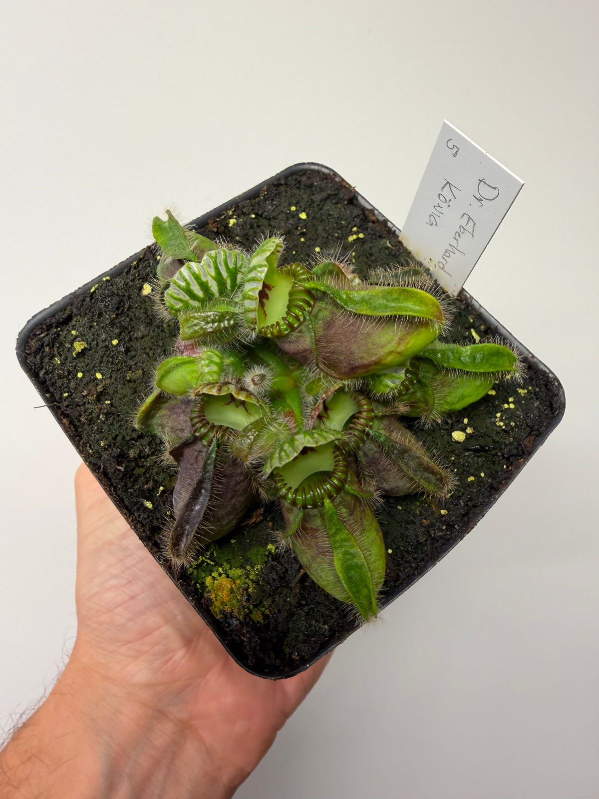 Cephalotus follicularis “Dr. Eberhard König” #5