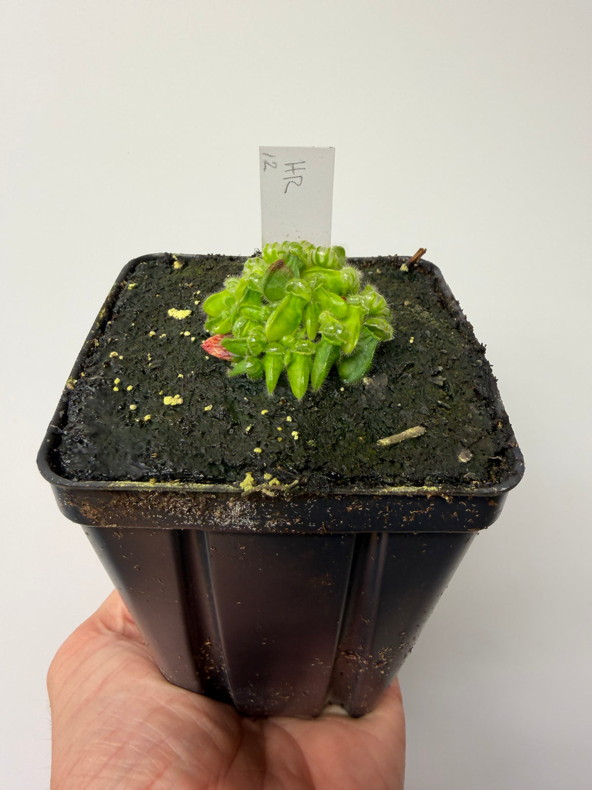Cephalotus follicularis “Hampshire Red” #12