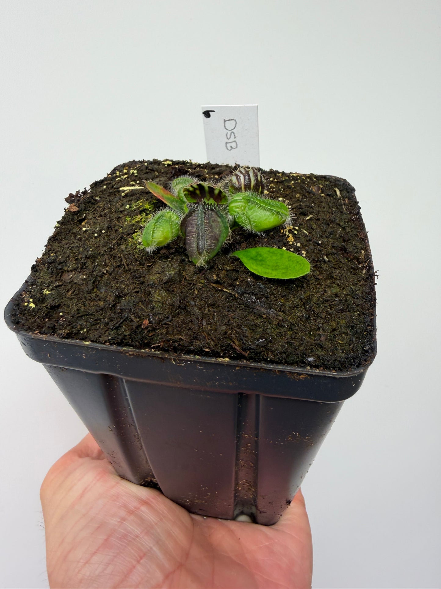 Cephalotus follicularis “David Švarc Black” - *Rare* (6)