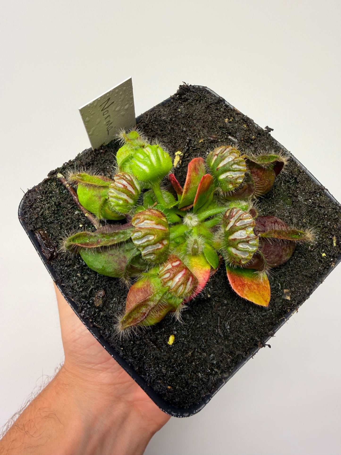 Cephalotus follicularis “Norma”