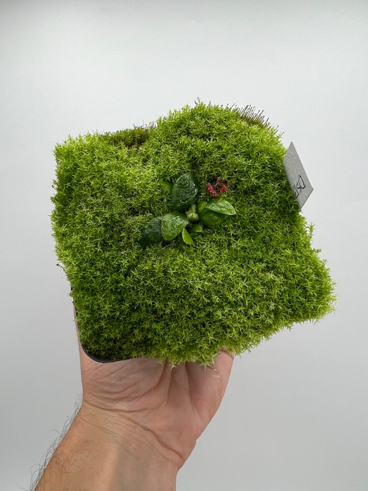 Cephalotus follicularis “David Švarc Black”