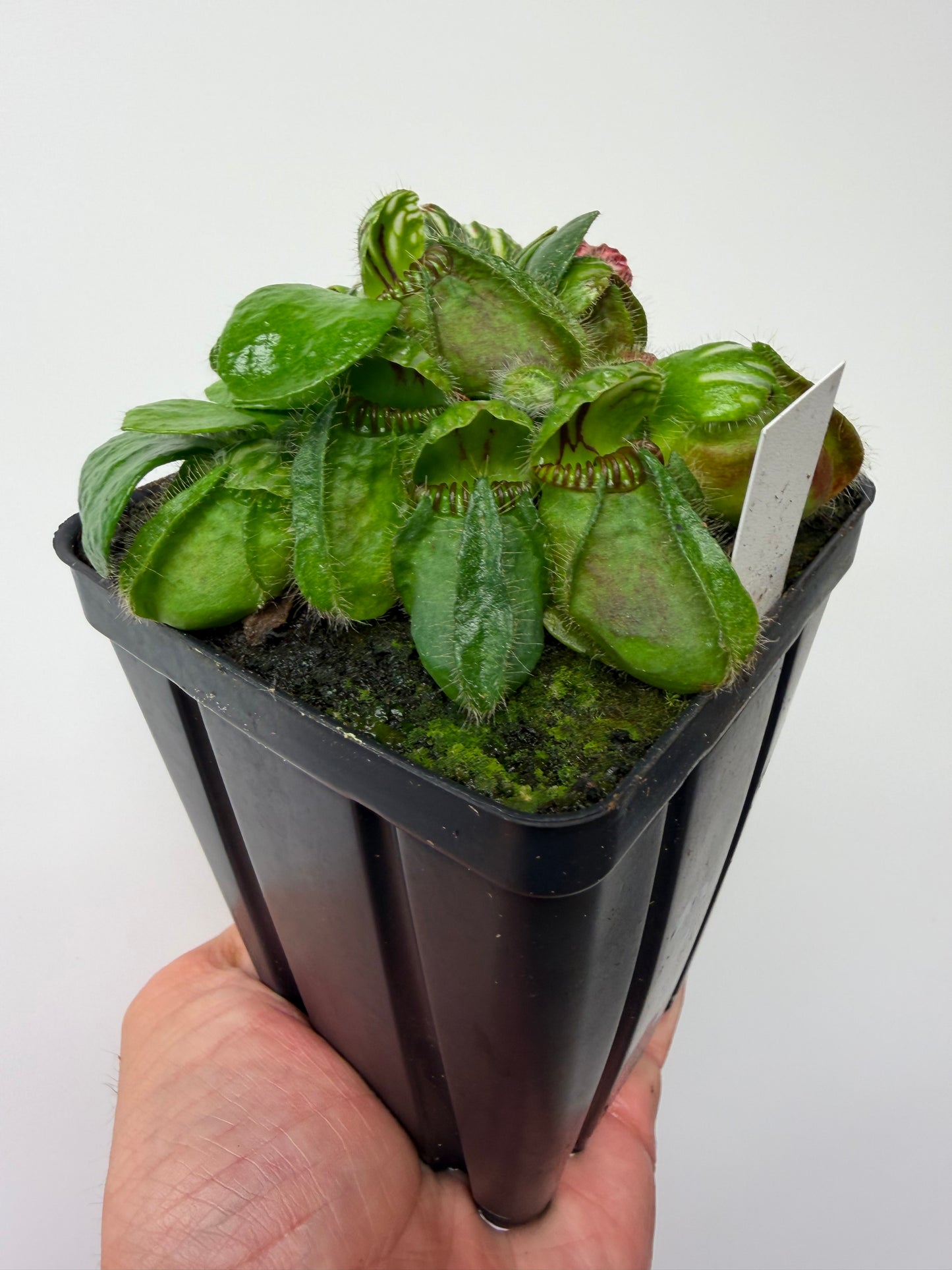 Cephalotus follicularis “Brewers Beauty” x “Brewers”