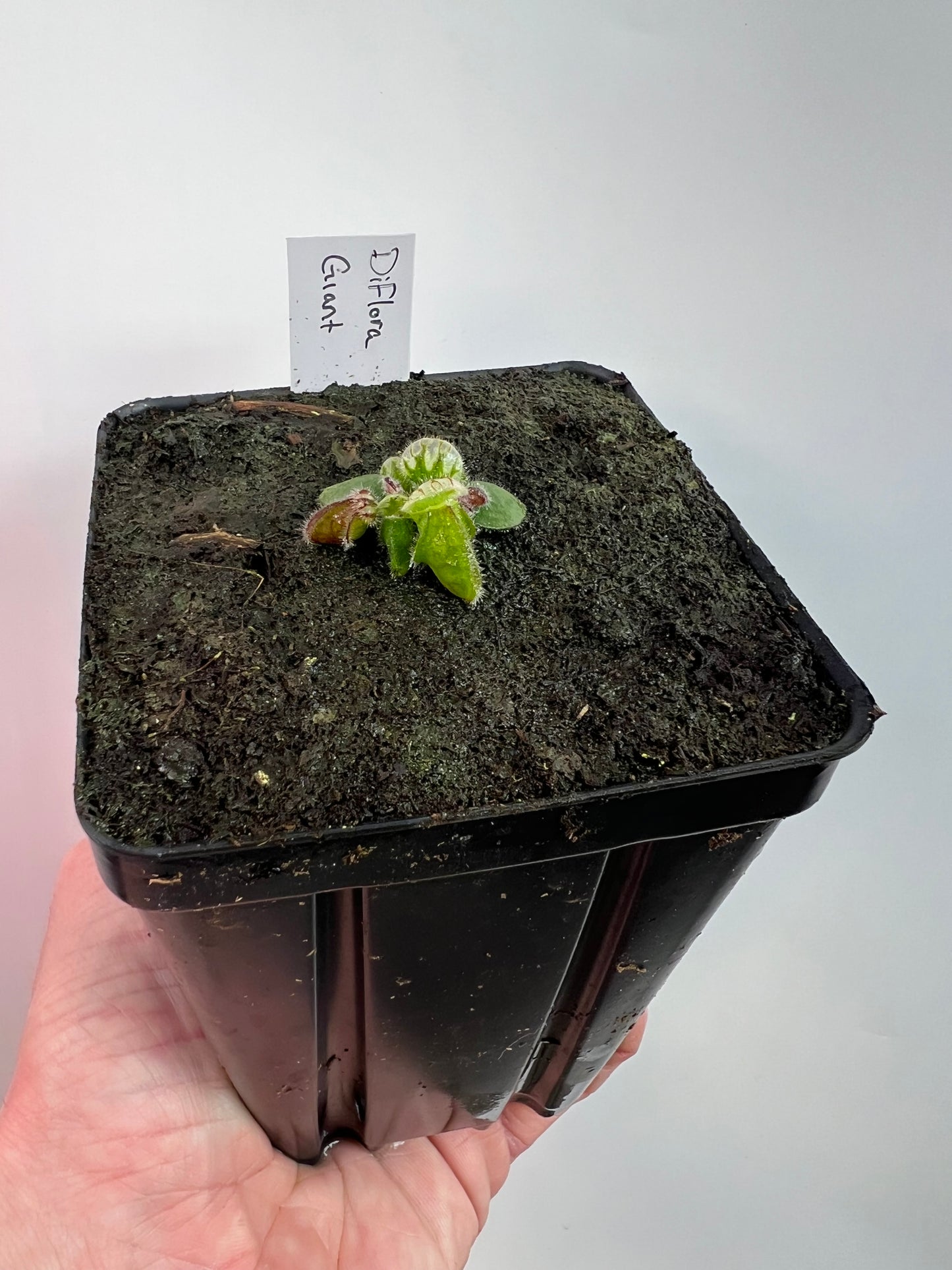 Cephalotus follicularis “Diflora giant” - *Rare*