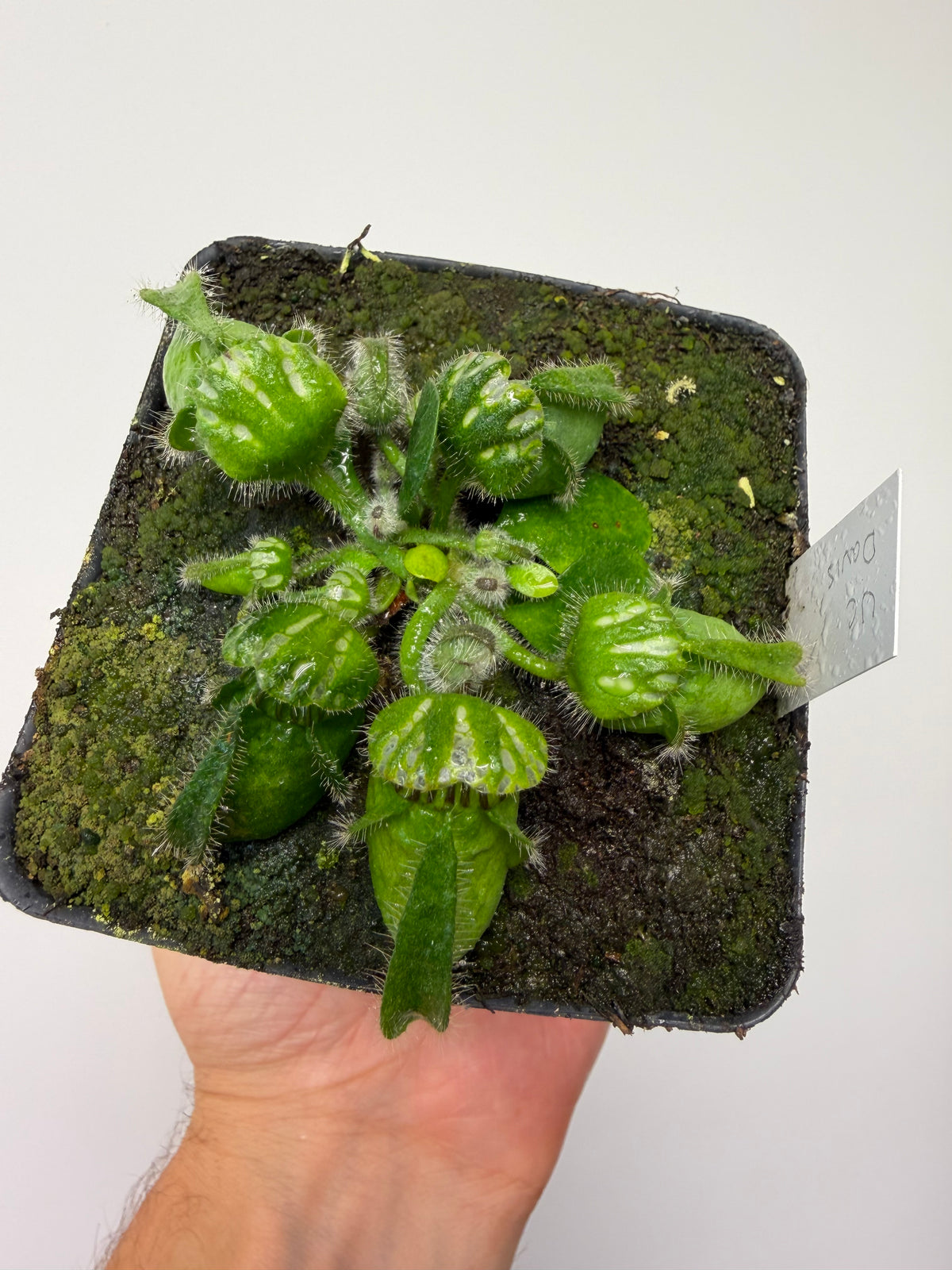 Cephalotus follicularis “UC Davis”