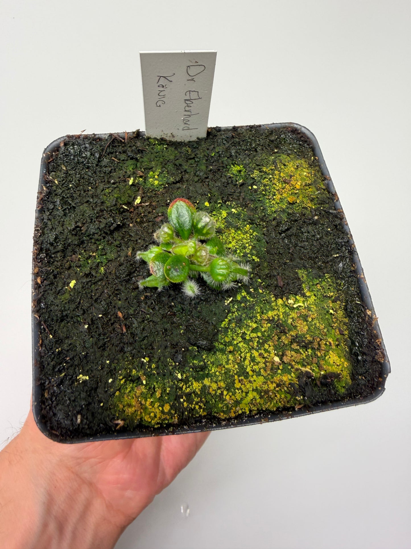 Cephalotus follicularis “Dr. Eberhard König”