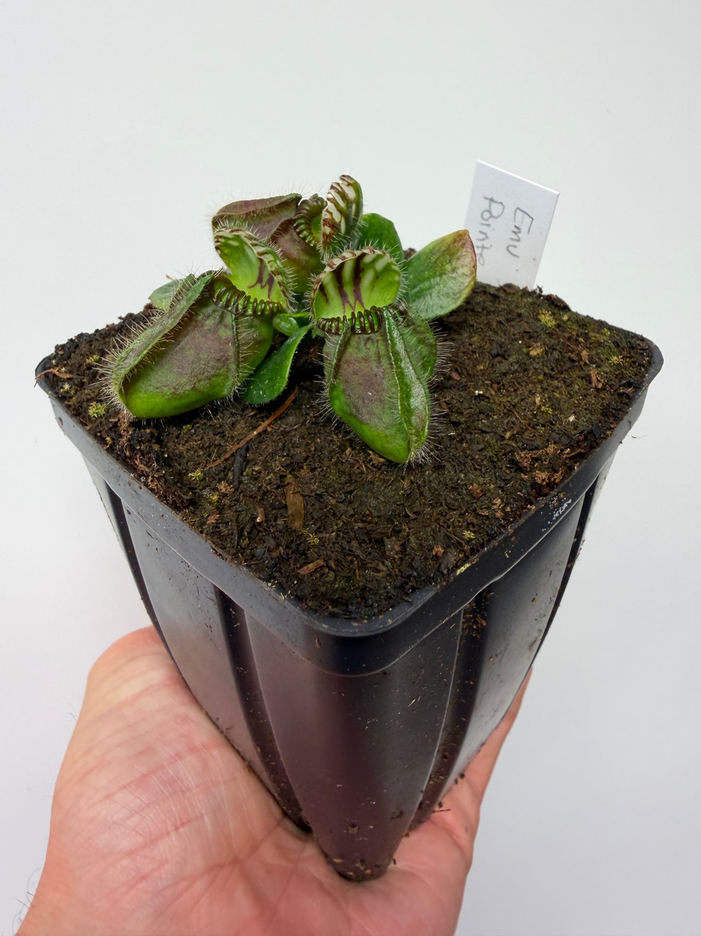 Cephalotus follicularis “Emu Pointe”