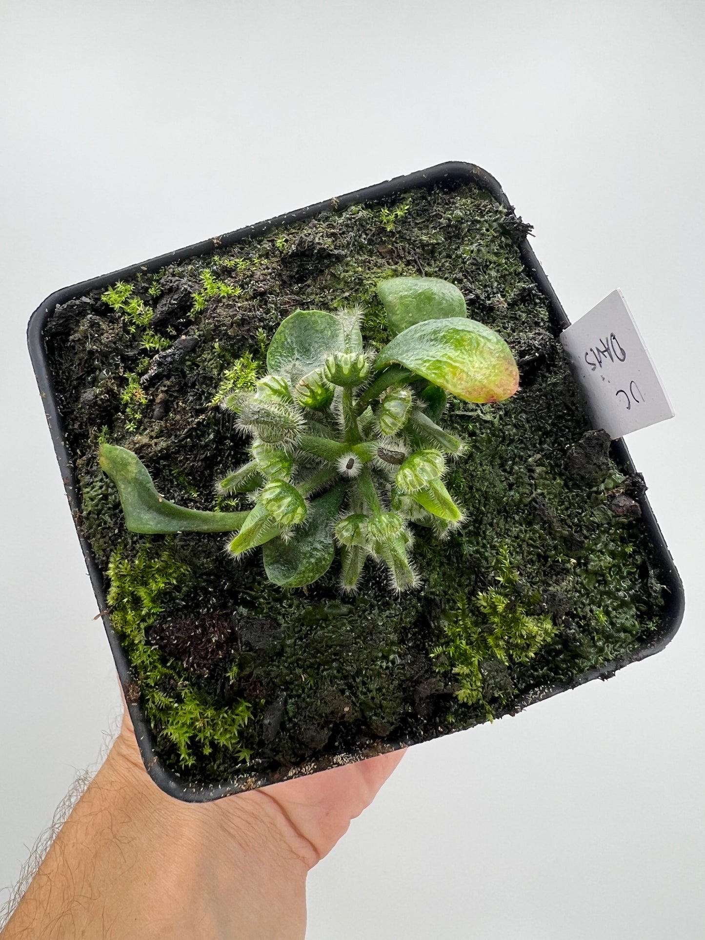 Cephalotus follicularis “UC Davis”