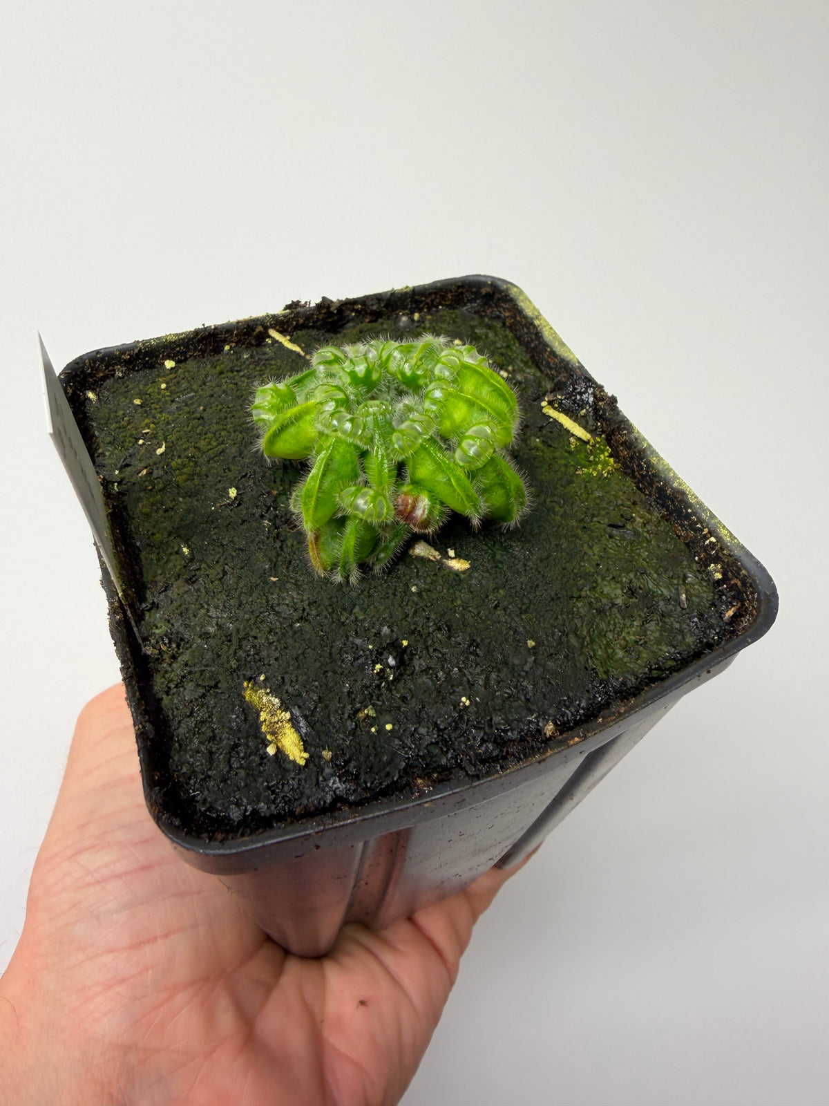 Cephalotus follicularis “Norma” #9
