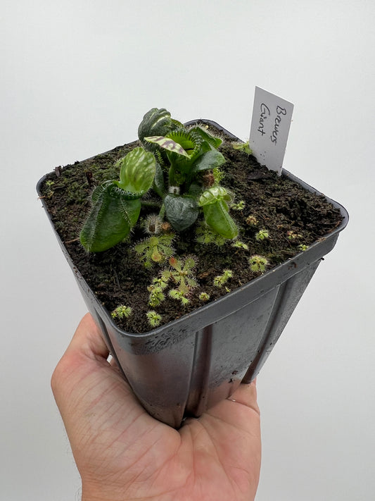 Cephalotus follicularis “Brewers Giant”