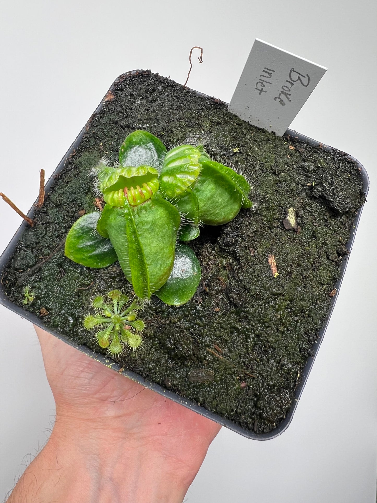 Cephalotus follicularis “Broke Inlet”