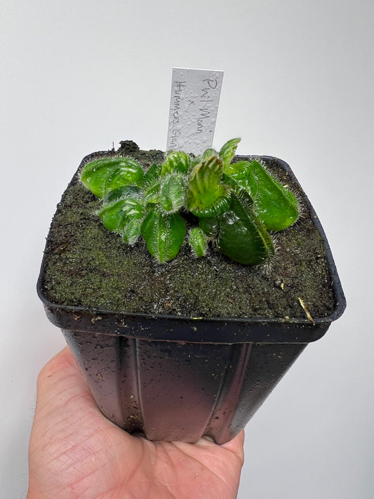Cephalotus follicularis “Phil Mann” x “Hummers Giant”