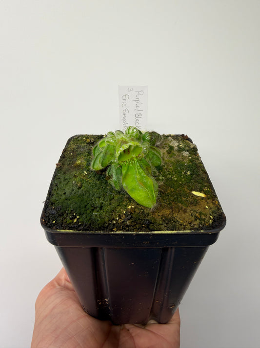 Cephalotus follicularis “Purple/Black” - Eric Smooth #3