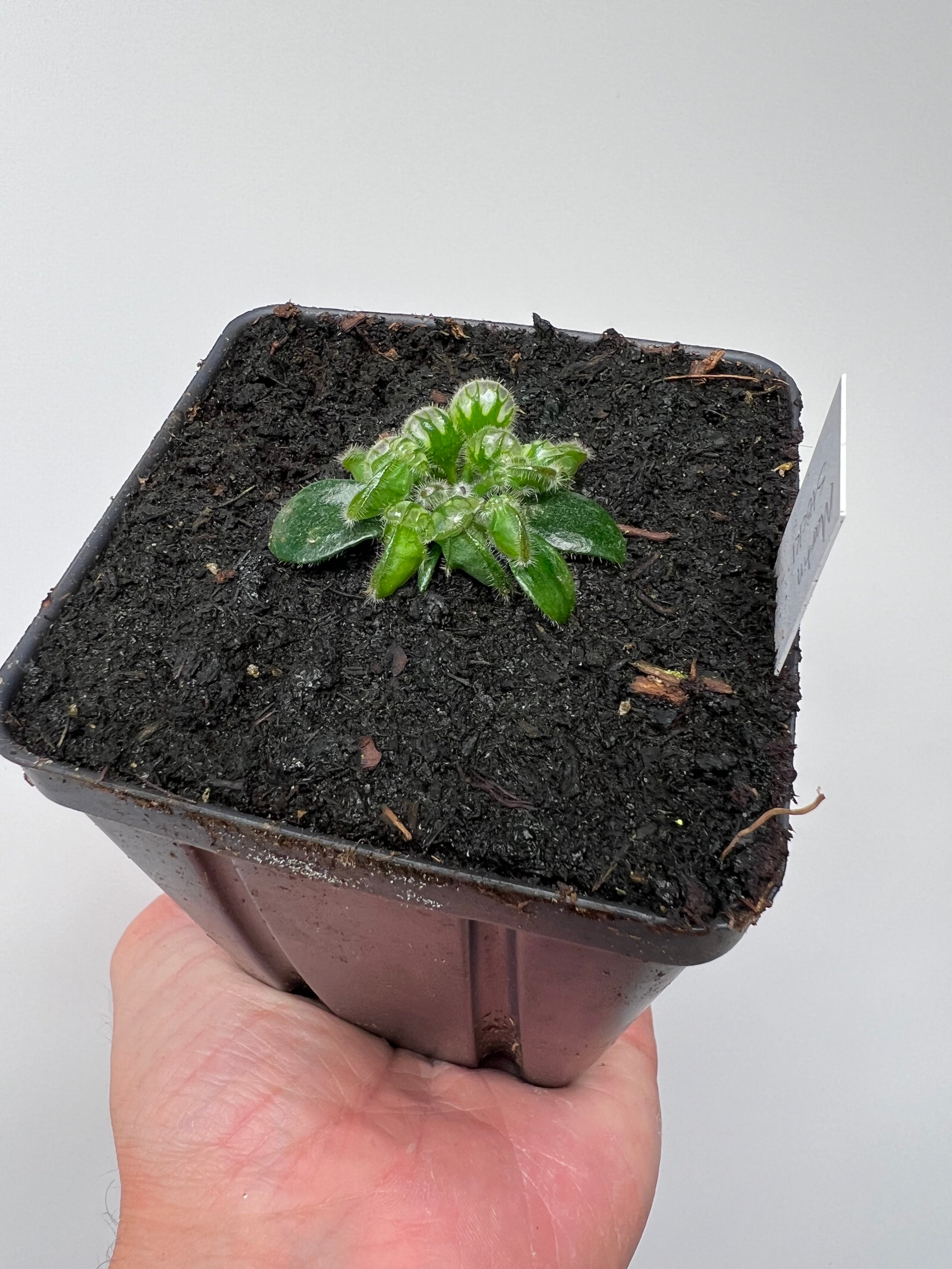 Little Carnivores Cephalotus follicularis - Thumbnail 2