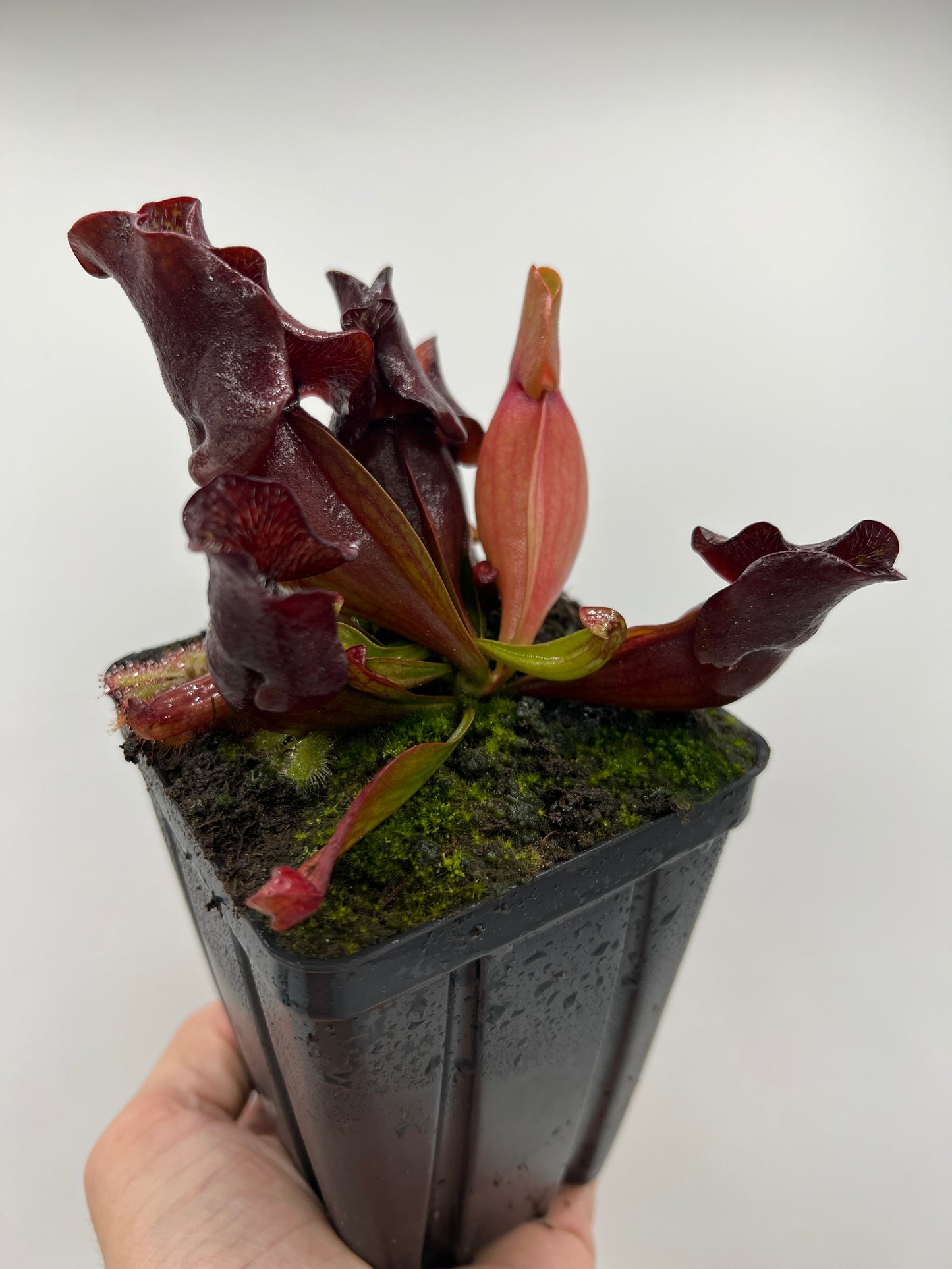 Sarracenia purpurea ssp. venosa (Brunswick Co, NC x Carteret Co, NC)  - Seed Grown #2