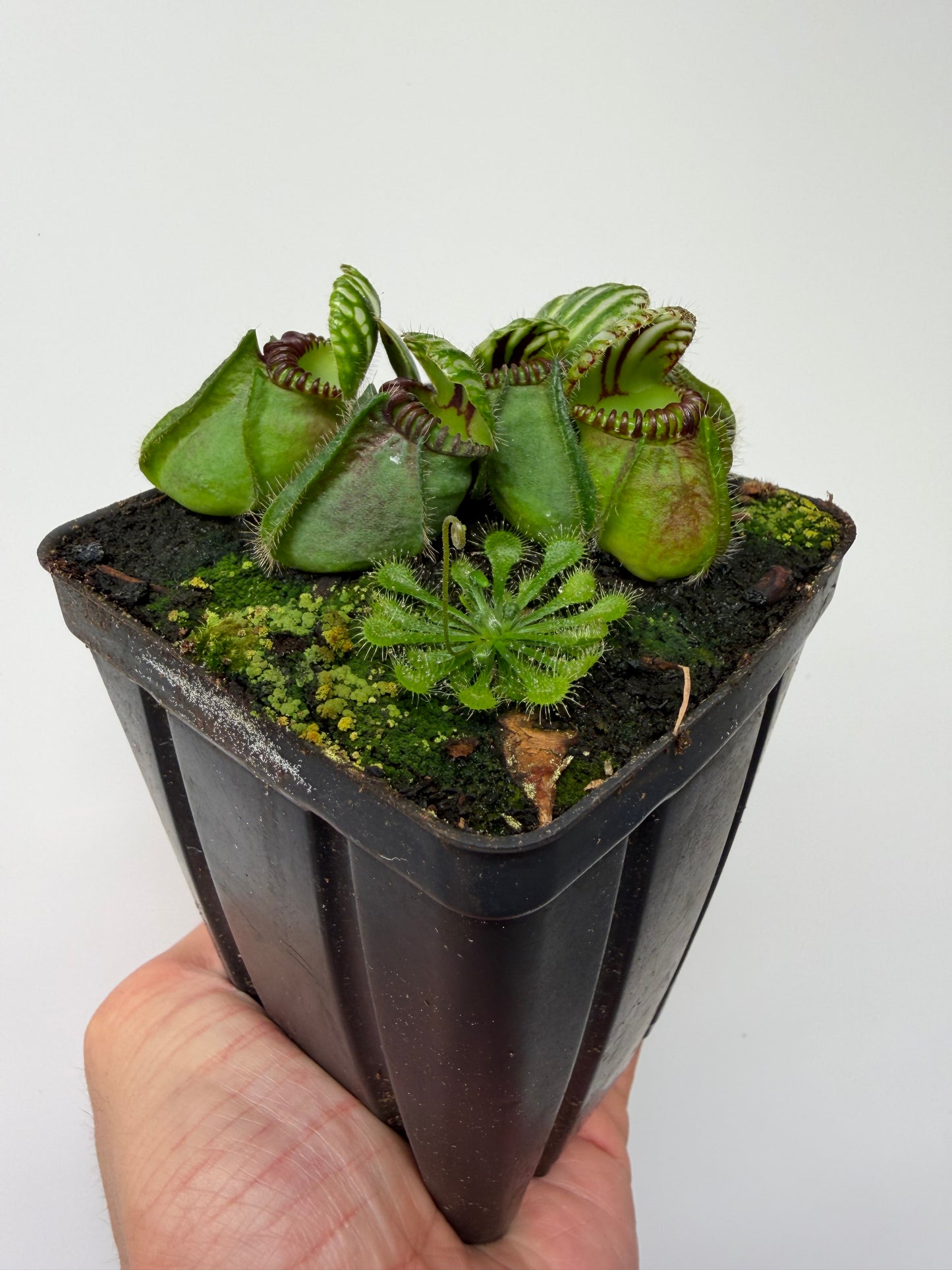 Cephalotus follicularis “Broke Inlet” (12)