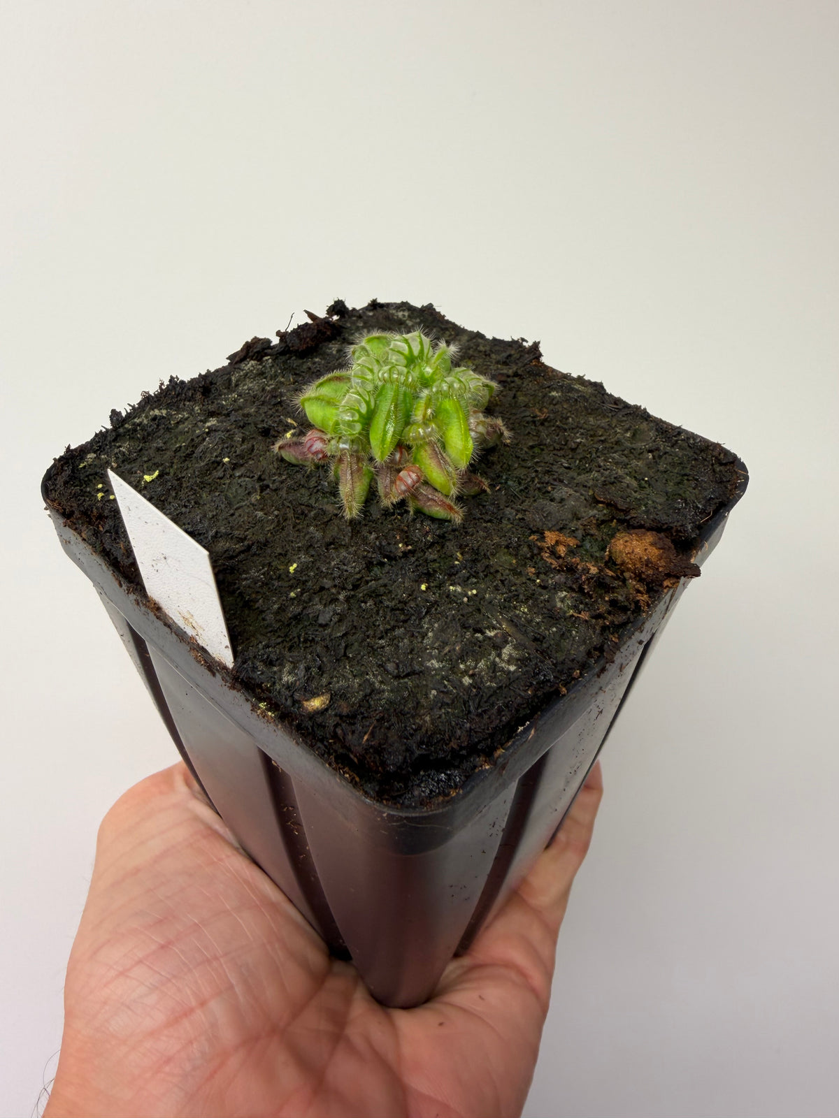 Cephalotus follicularis “Norma” #2