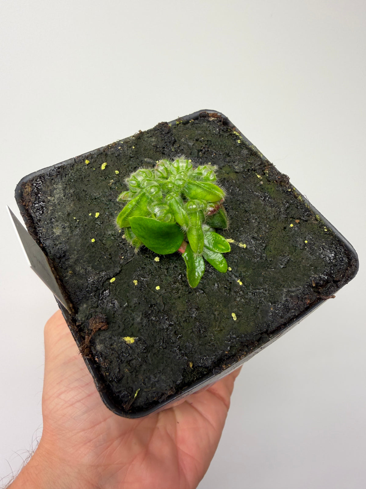 Cephalotus follicularis “Norma” #3