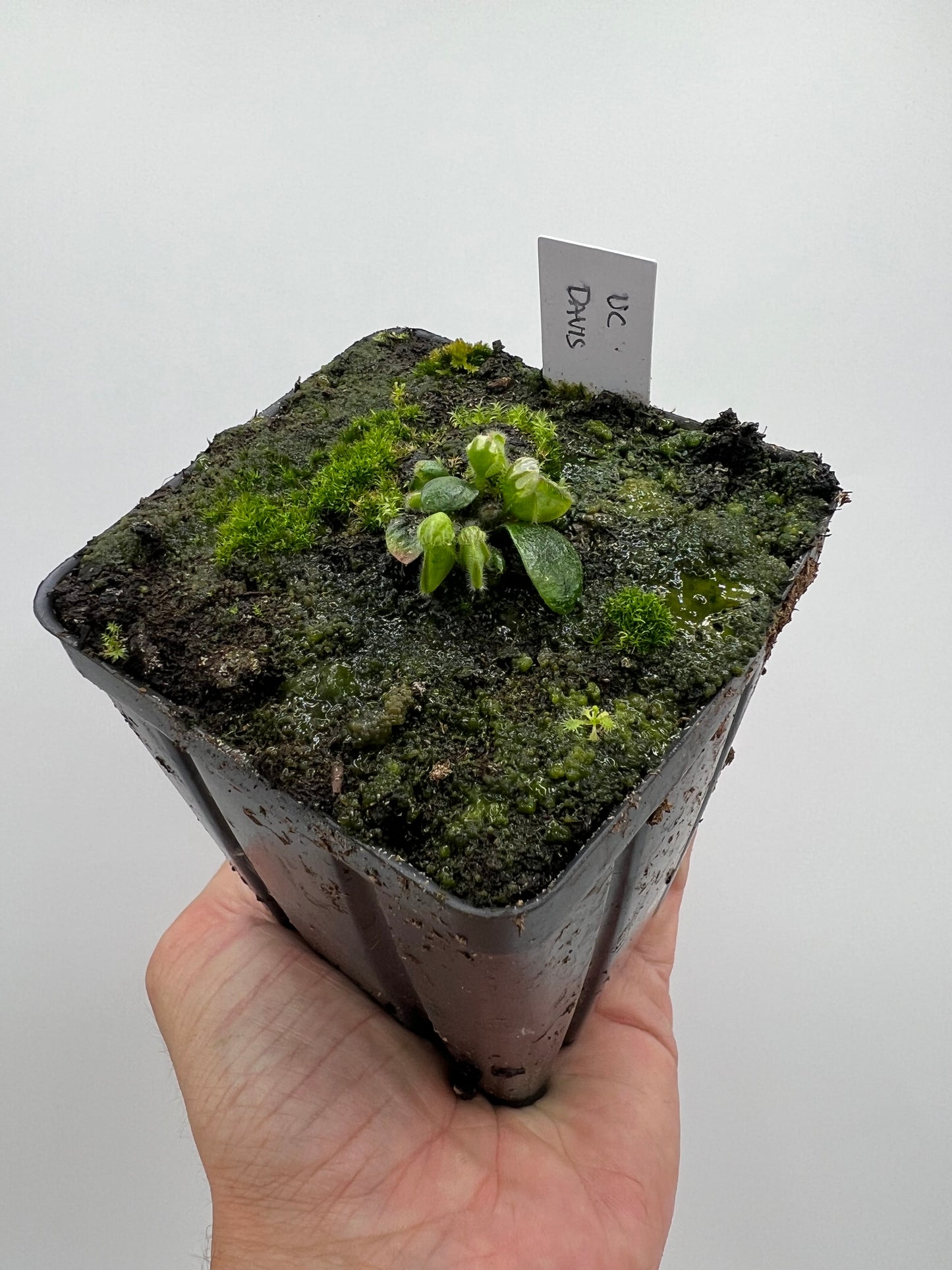 Cephalotus follicularis “UC Davis”