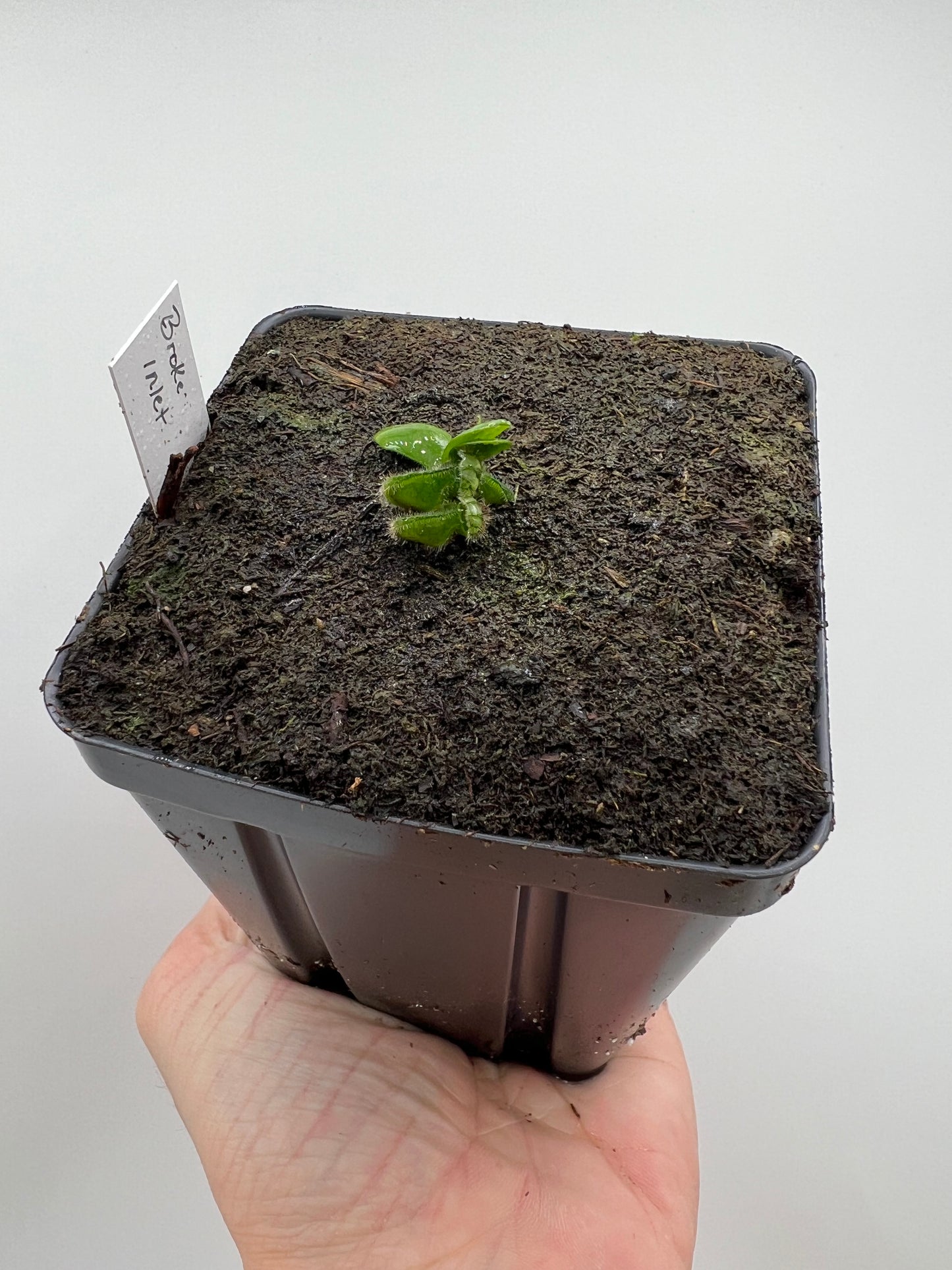 Cephalotus follicularis “Broke Inlet”