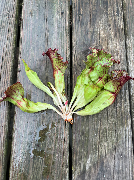 Sarracenia purpurea “Rufflestiltskin”