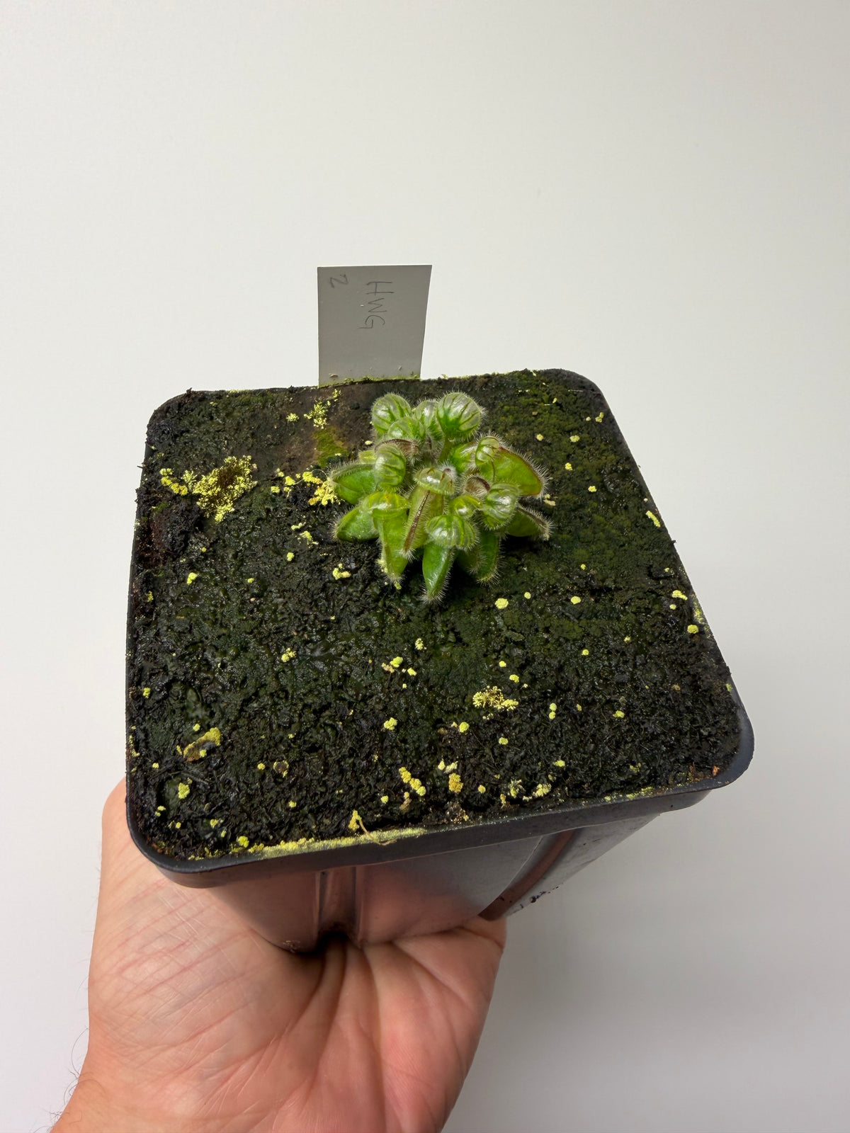 Cephalotus follicularis “Harald Weiner Giant” (aka True Giant) #2 - *Rare*