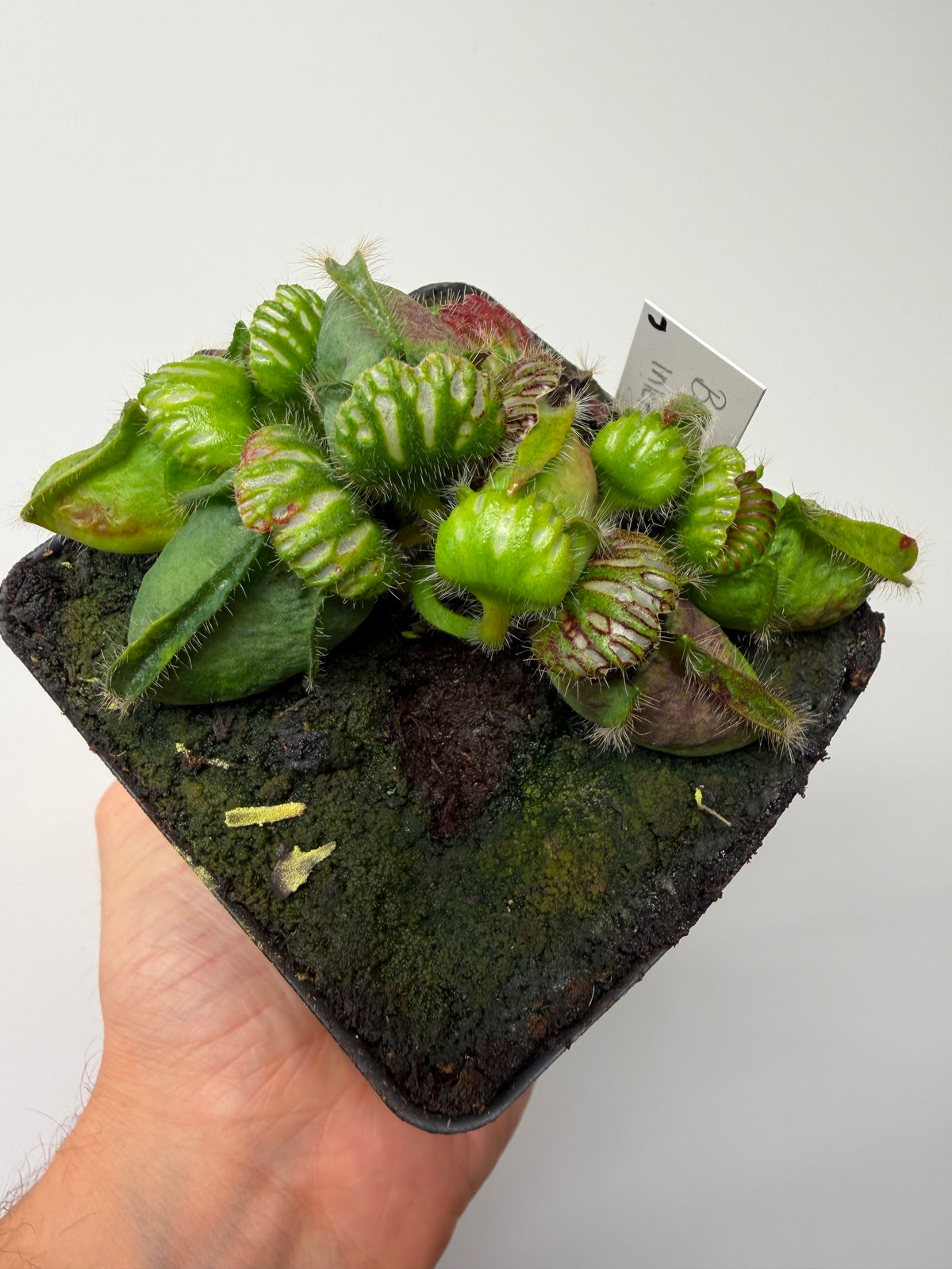 Cephalotus follicularis “Broke Inlet” #7