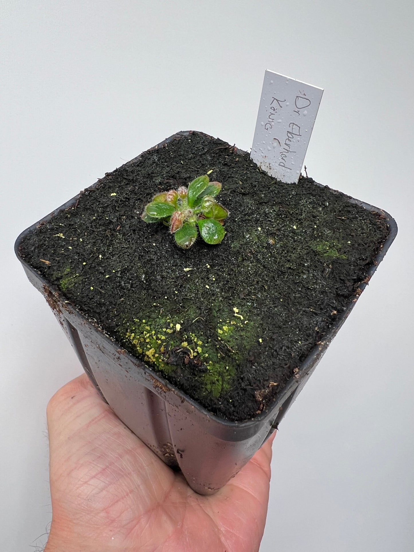 Cephalotus follicularis “Dr. Eberhard König”