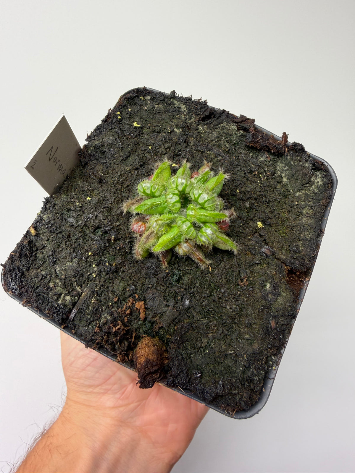 Cephalotus follicularis “Norma” #2