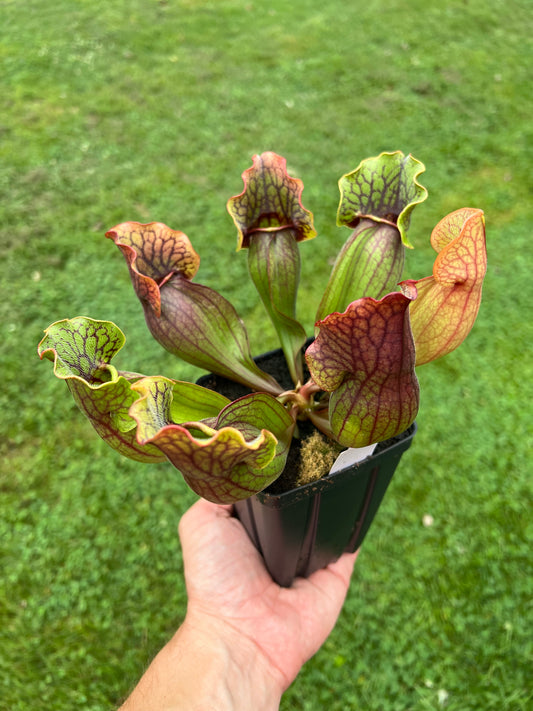 Sarracenia purpurea ssp. purpurea (Norfolk Co, MA) x (Bruce Co, Ontario Canada) - Seed Grown #22