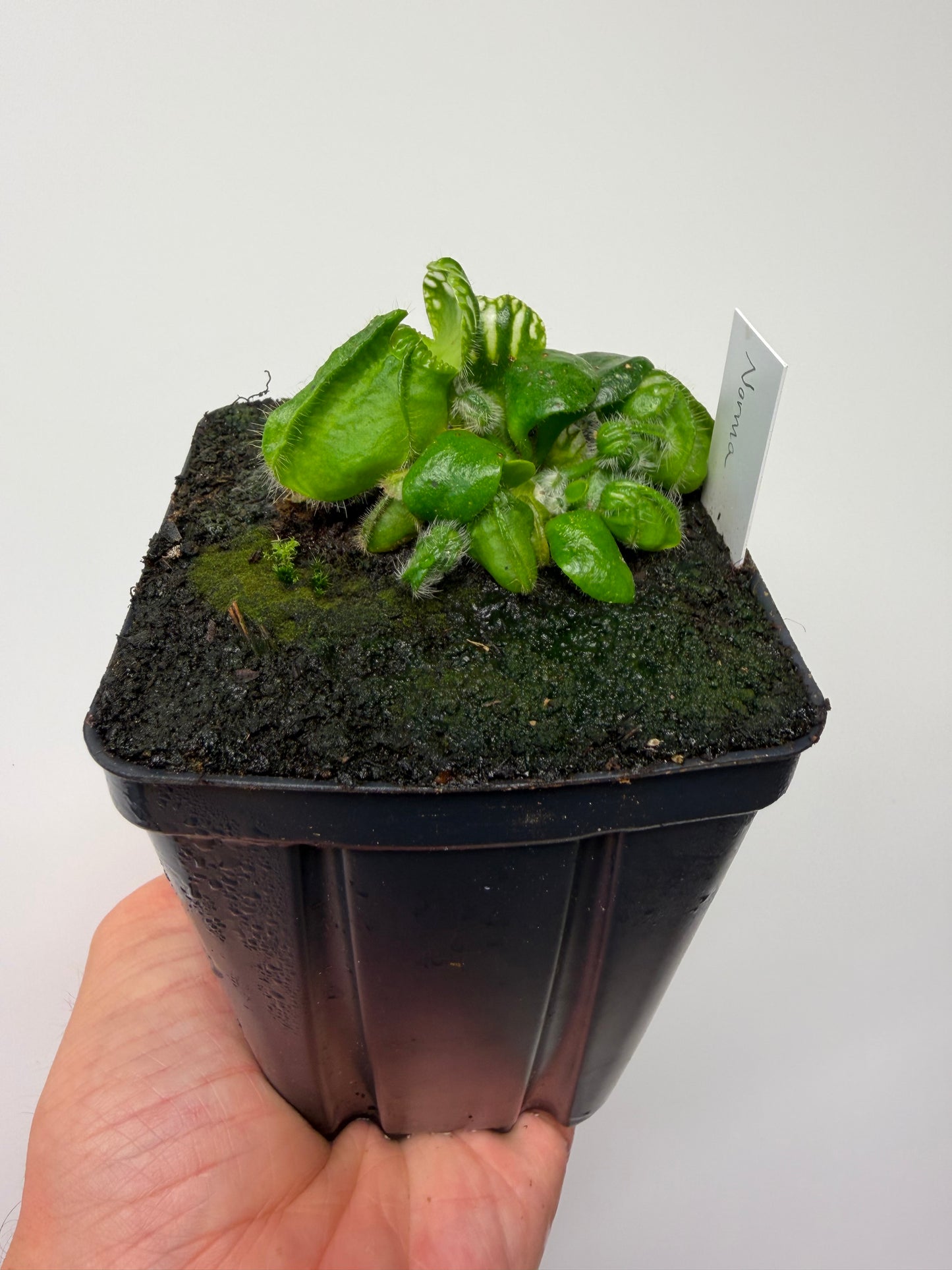 Cephalotus follicularis “Norma”