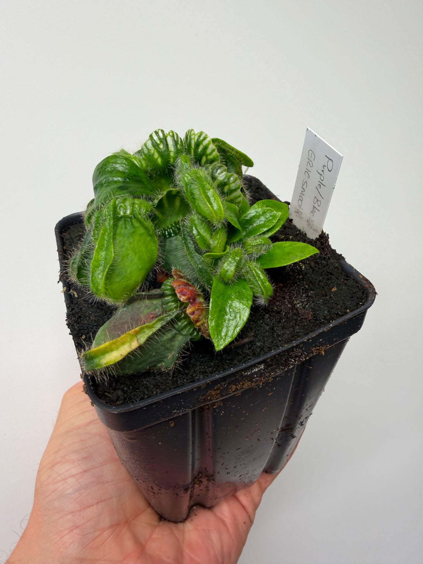 Cephalotus follicularis “Purple/Black” - Eric Smooth
