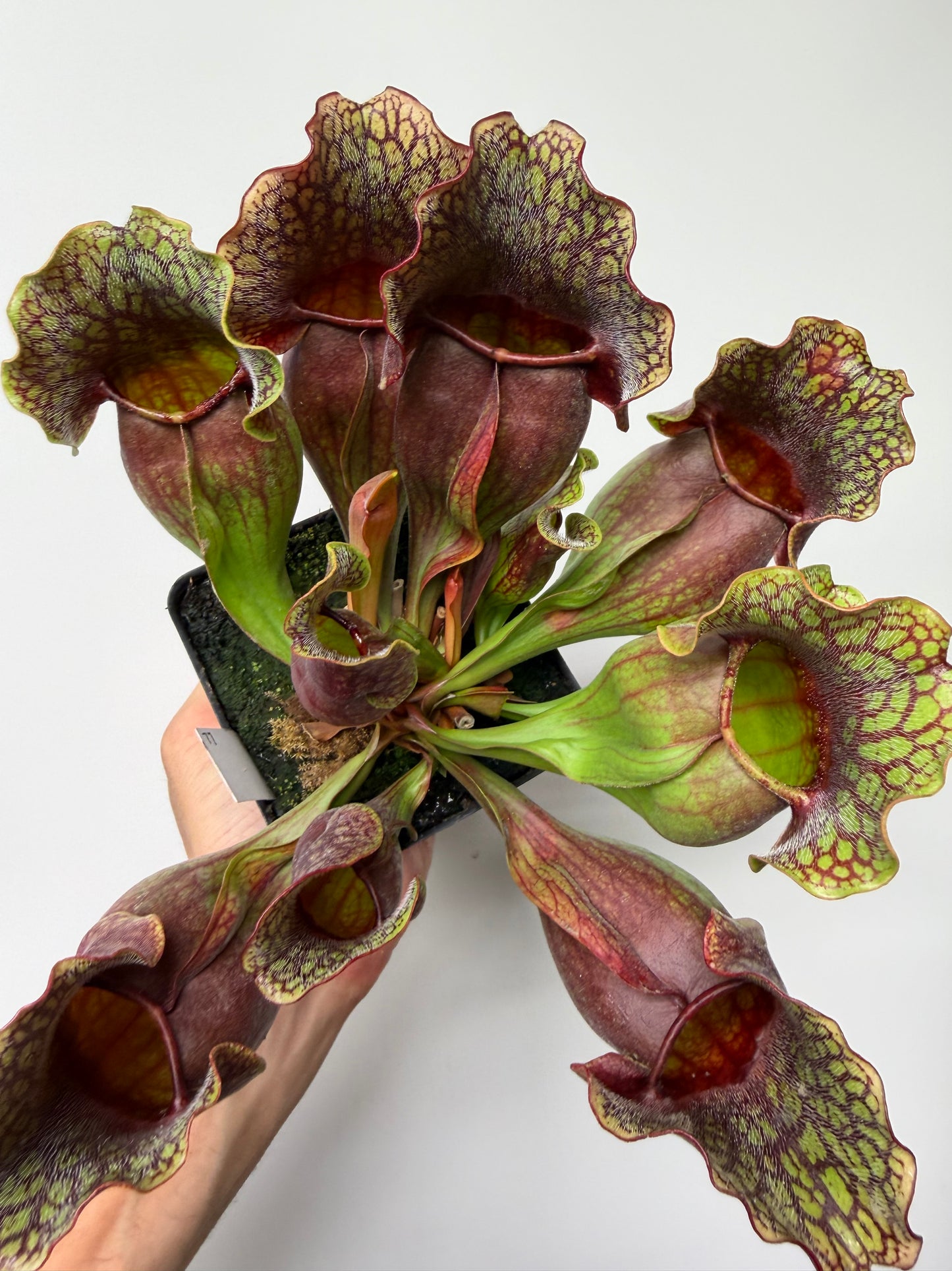 Sarracenia purpurea ssp. purpurea (Centre Co, PA) - XXL Seed Grown #120