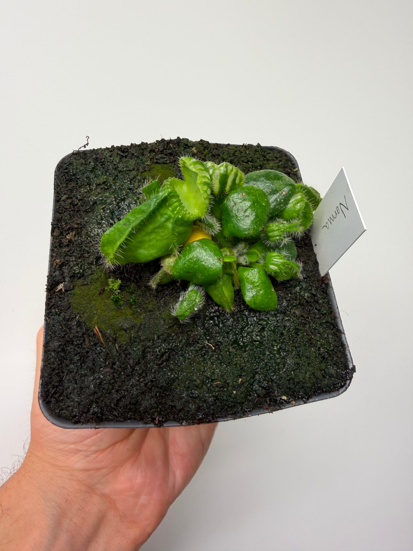 Cephalotus follicularis “Norma”