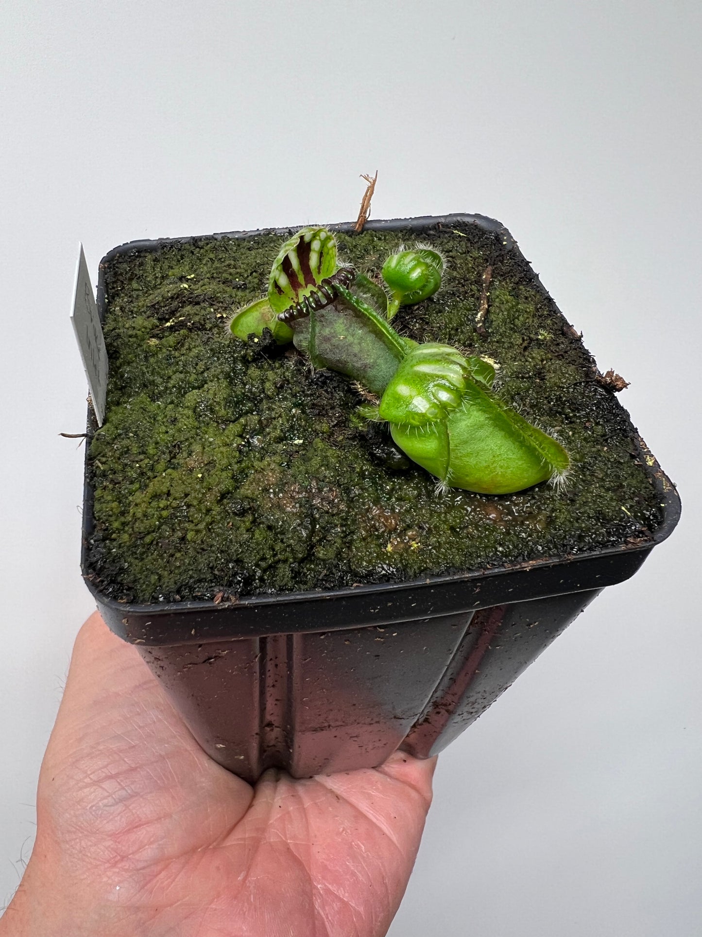 Cephalotus follicularis “Broke Inlet” (4)