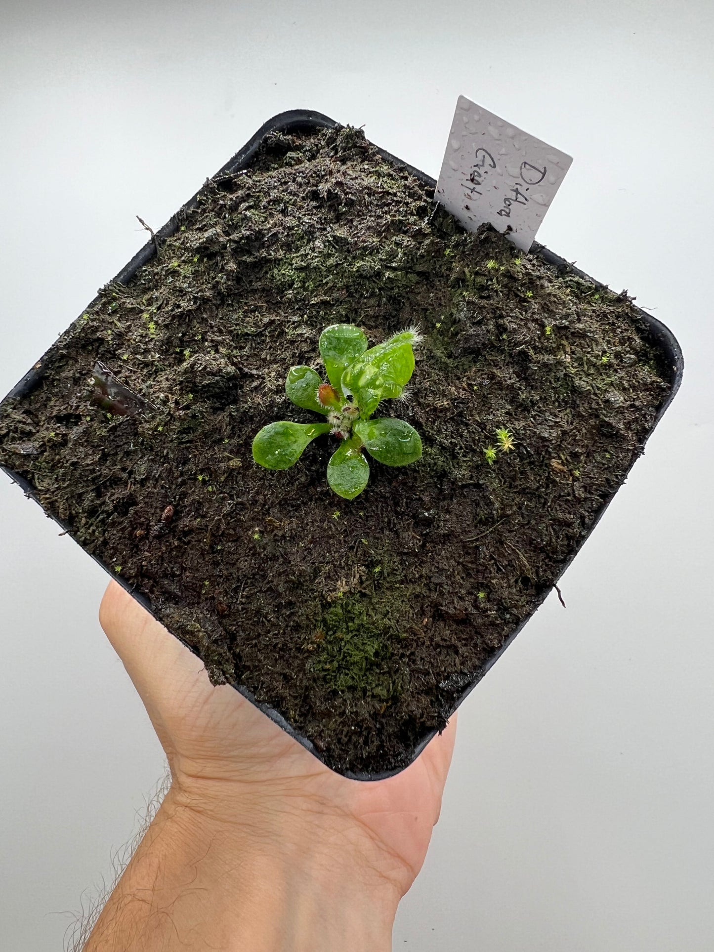 Cephalotus follicularis “Diflora giant”