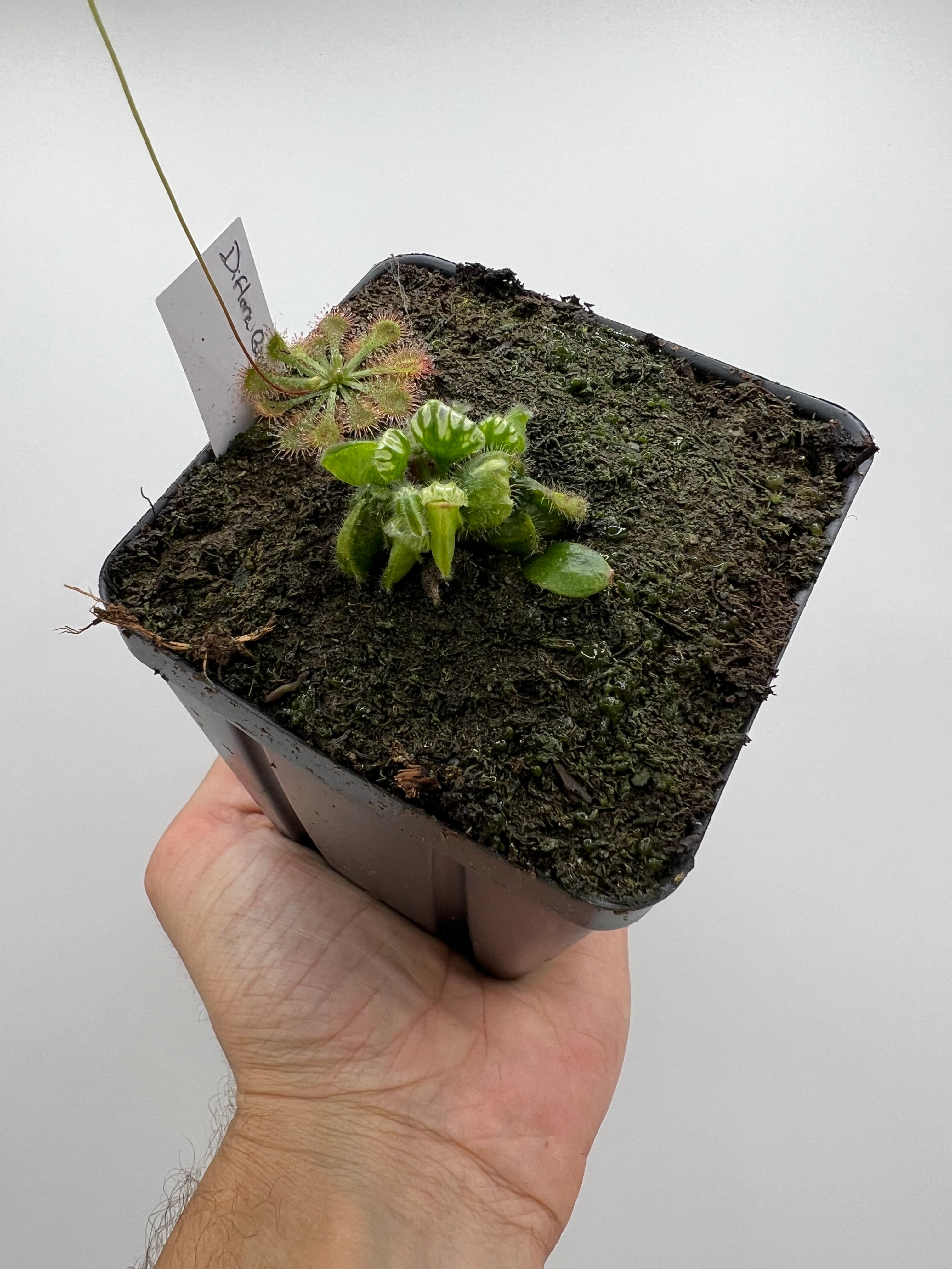 Cephalotus follicularis “Diflora giant” – Little Carnivores