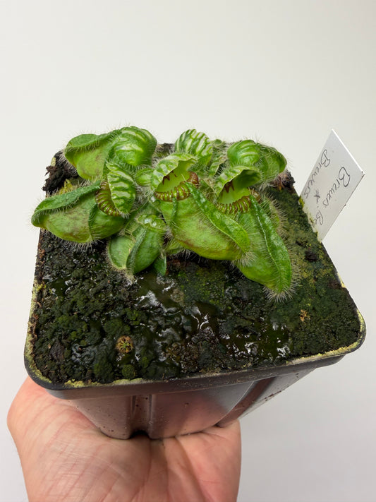 Cephalotus follicularis “Brewers Beauty” x “Brewers” #3