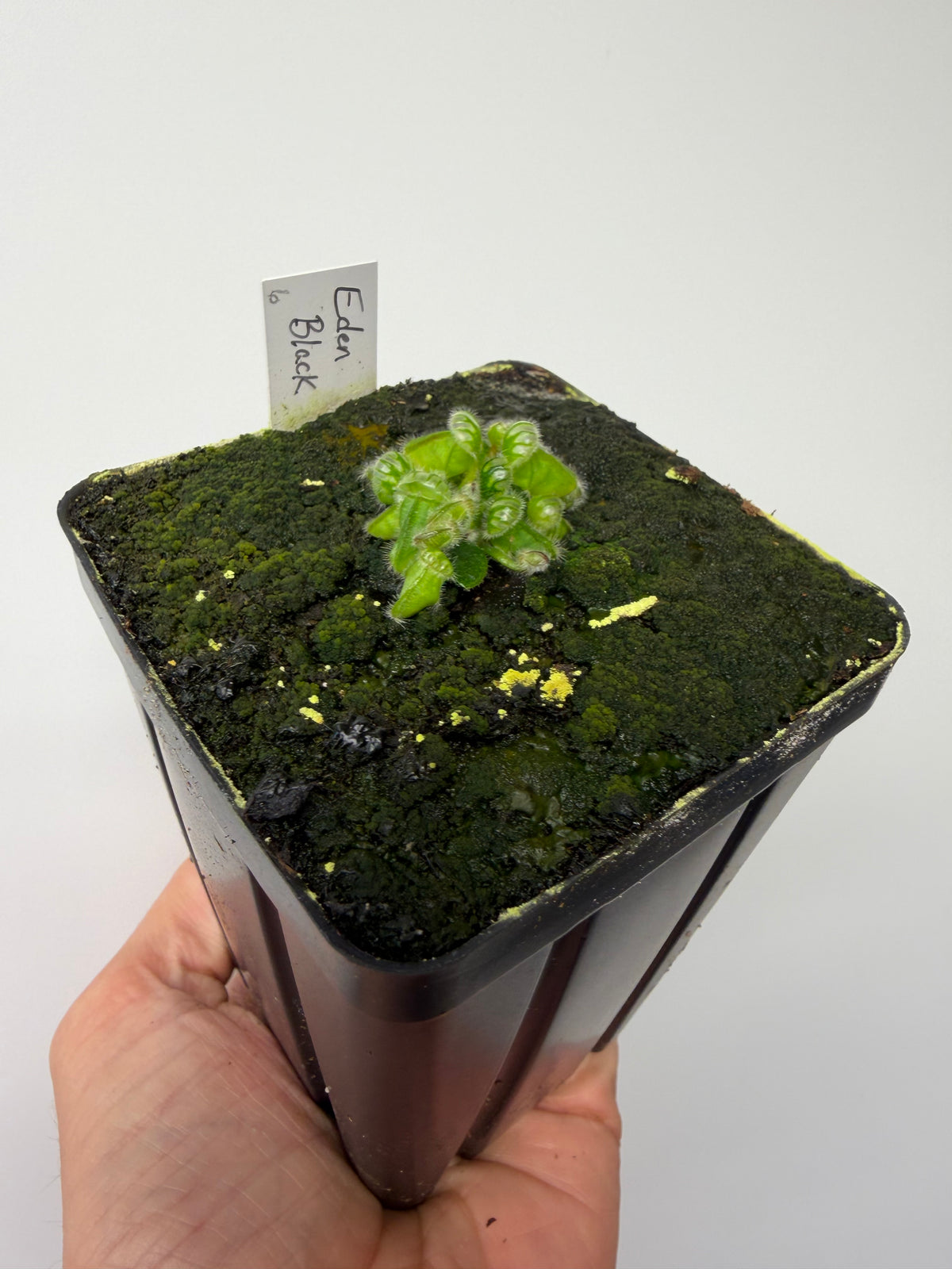 Cephalotus follicularis ‘Eden Black’ #6 - *Rare*
