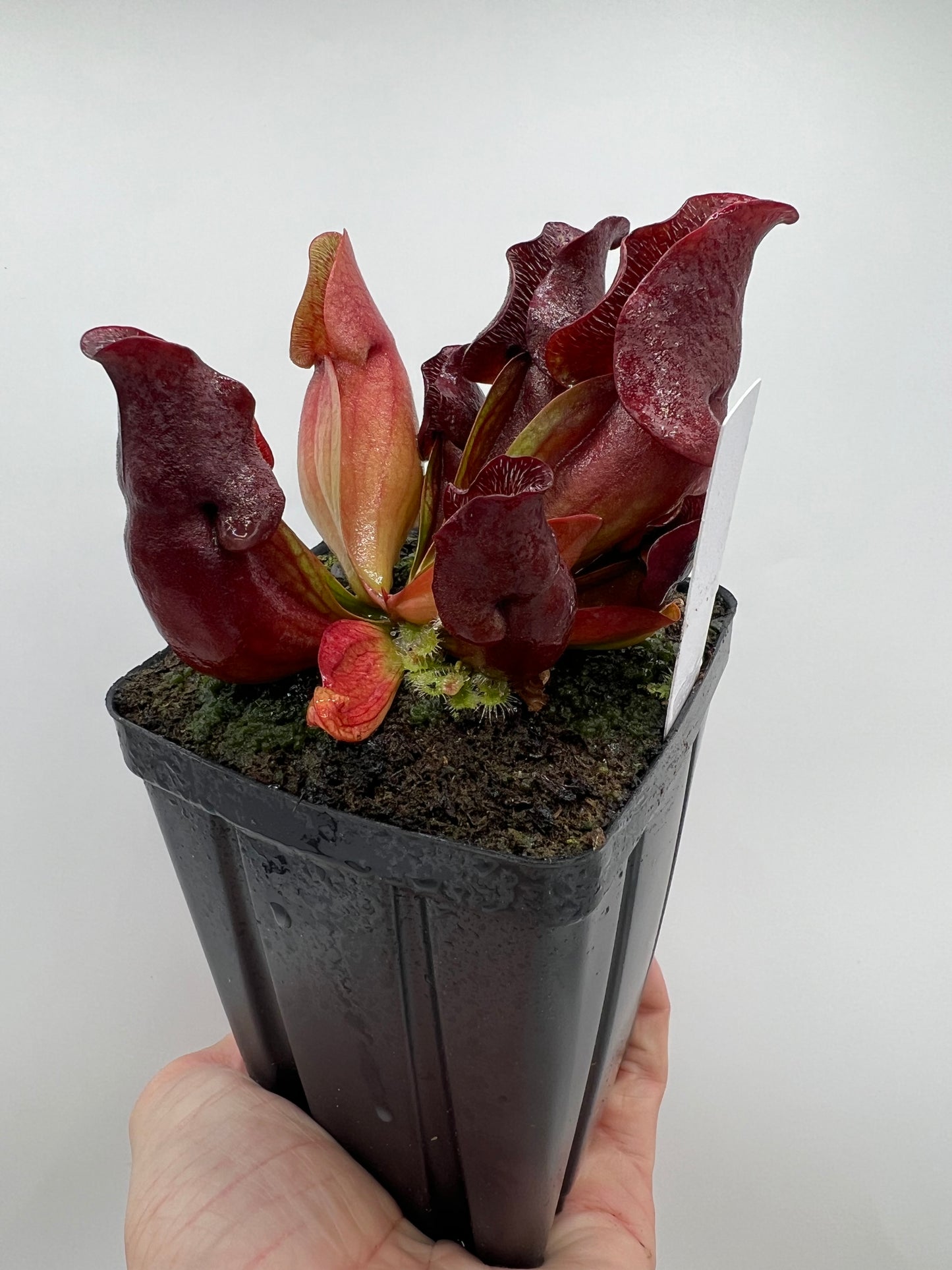 Sarracenia purpurea ssp. venosa (Brunswick Co, NC x Carteret Co, NC)  - Seed Grown #3