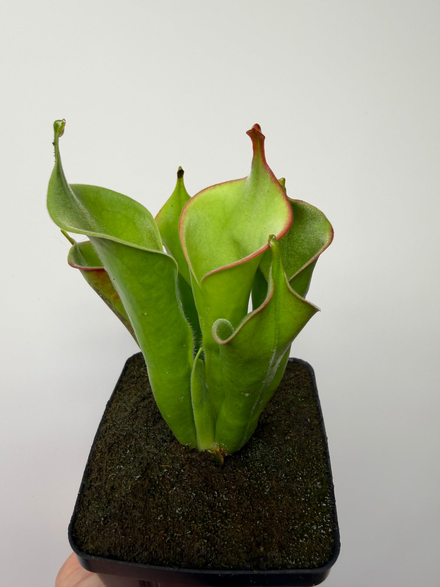 Heliamphora tatei (Cerro Duida)