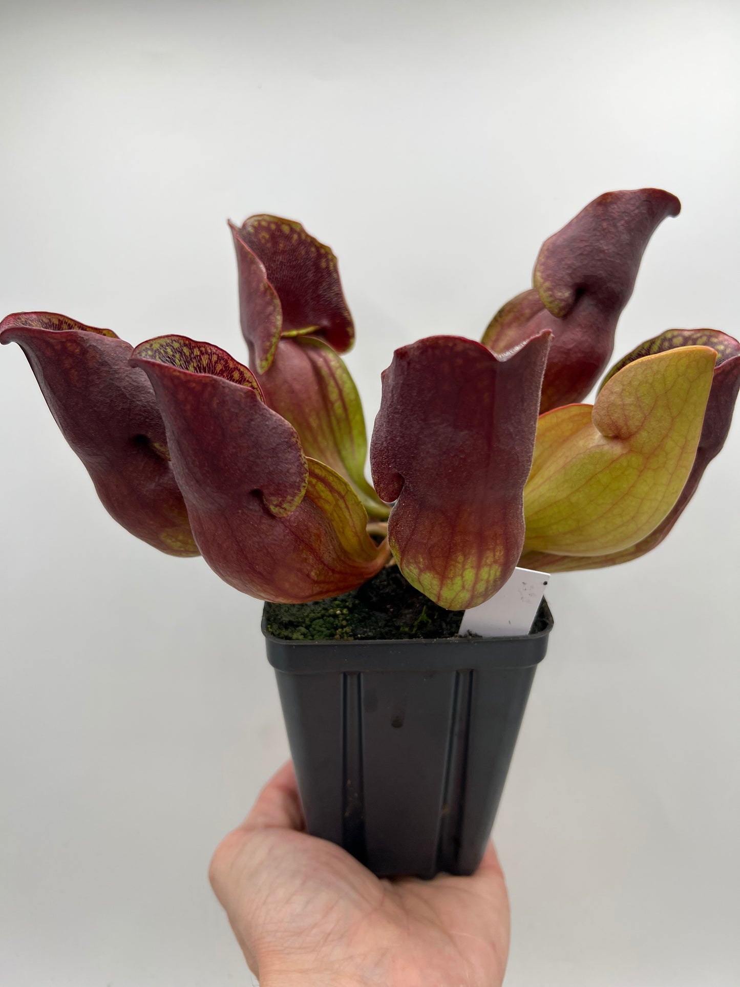 Sarracenia purpurea ssp. purpurea (Centre Co, PA) - Seed Grown #100