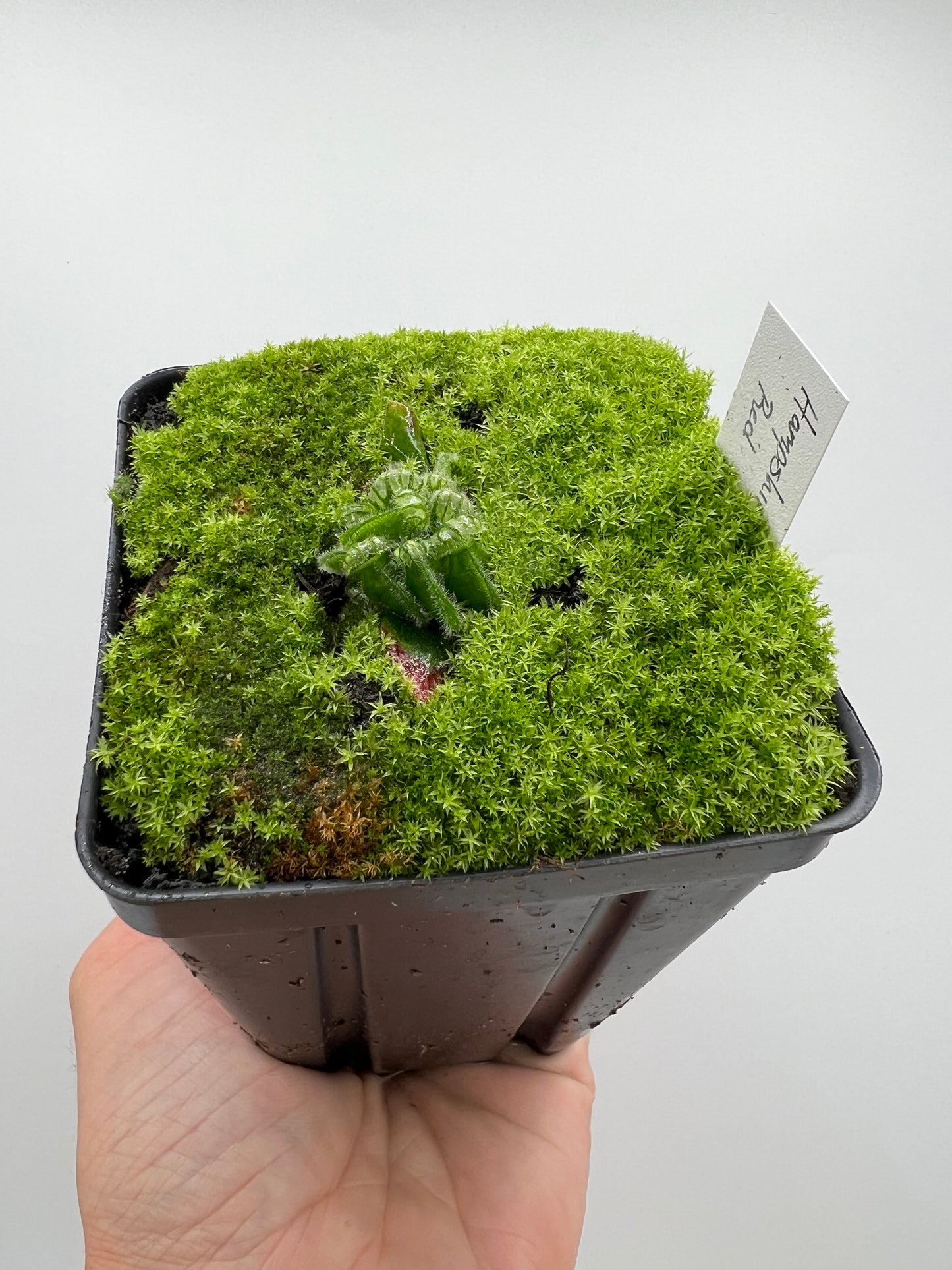 Cephalotus follicularis “Hampshire Red”